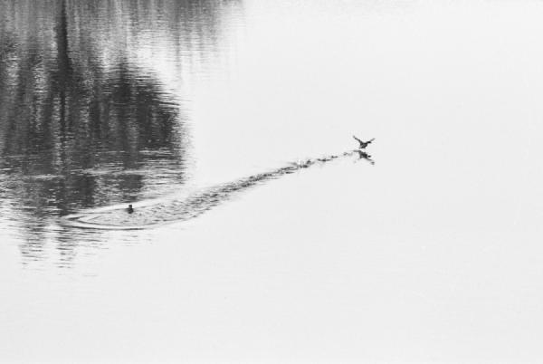 Reserva de São Jacinto, Aveiro, late 1990s. A bird attempts to take flight, its wings breaking the surface of the water and leaving a delicate trail behind.